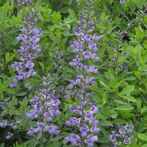 Baptisia x 'Purple Smoke'