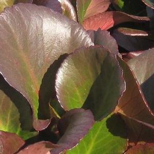 Bergenia x 'Bressingham Ruby'