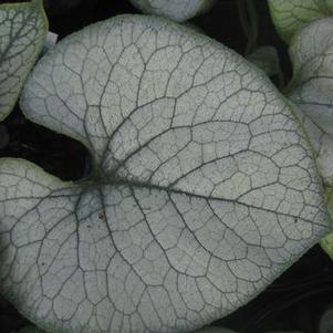 Brunnera macrophylla 'Looking Glass'