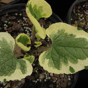 Brunnera macrophylla 'Variegata'