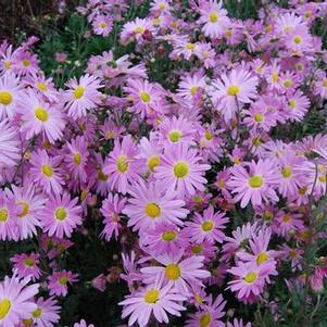 Chrysanthemum  'Cambodian Queen'