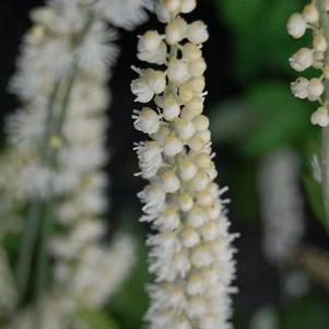 Actaea (Cimicifuga) simplex 'White Pearl' 