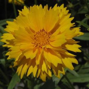 Coreopsis grandiflora 'Sunray'