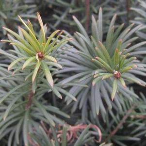 Cephalotaxus harringtonia var. drupacea
