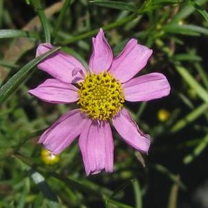 Coreopsis rosea 'American Dream'