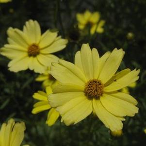 Coreopsis verticillata 'Creme Brulee'