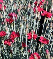Dianthus allwoodii 'Frosty Fire'