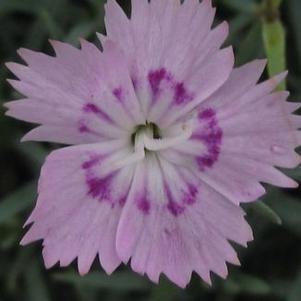 Dianthus gratianopolitanus 'Bewitched'