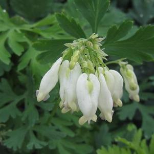 Dicentra eximia 'Aurora'