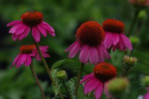 Echinacea purpurea 'Kim's Knee High'