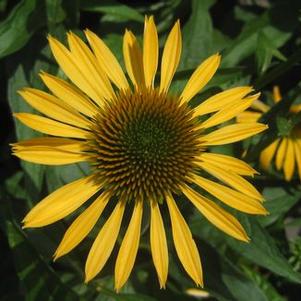 Echinacea x Big Sky™ 'Harvest Moon' ('Matthew Saul')