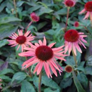 Echinacea x Big Sky&trade; 'Sundown' ('Evan Saul')