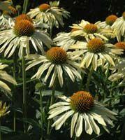 Echinacea x Big Sky&trade; 'Sunrise'