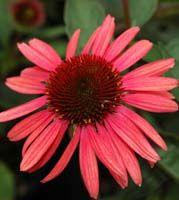 Echinacea x Big Sky&trade; 'Twilight'