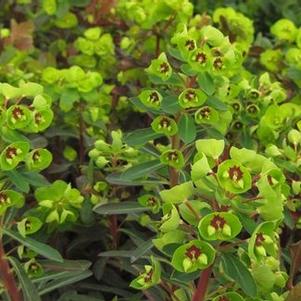 Euphorbia amygdaloides 'Purpurea'