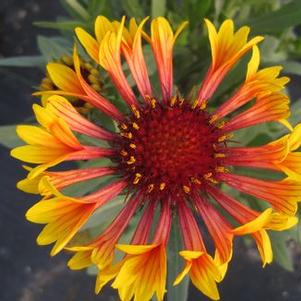 Gaillardia x grandiflora 'Fanfare'