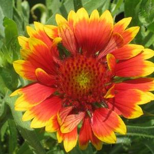 Gaillardia x grandiflora 'Goblin' ('Kobold')