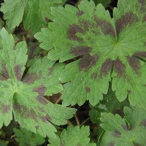 Geranium phaeum 'Samobor'