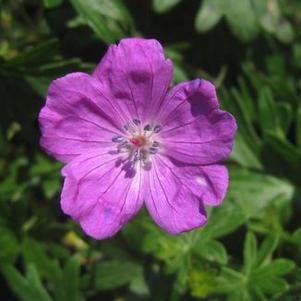 Geranium sanguineum