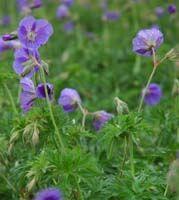 Geranium x 'Orion'