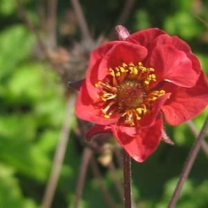 Geum x 'Flames of Passion'
