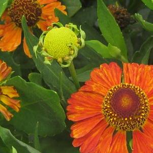 Helenium x 'Dancing Flames' ('Flammenspiel')