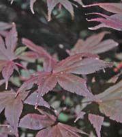 Acer palmatum 'Bloodgood'