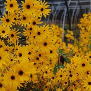 Helianthus angustifolius 'Gold Lace'