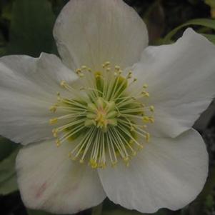 Helleborus niger 'Josef Lemper'