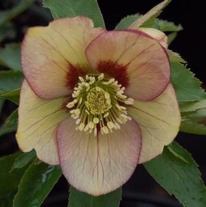 Helleborus x 'Brushstrokes Strain'