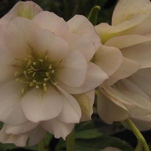 Helleborus x 'Regal Ruffles Strain'