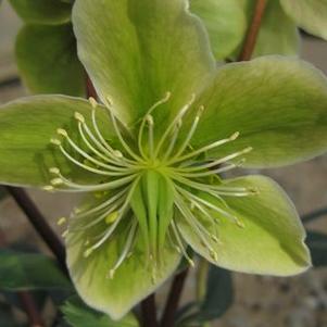 Helleborus x ericsmithii 'Silvermoon'