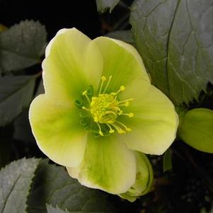 Helleborus x nigercors 'Honeyhill Joy'