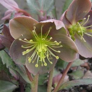 Helleborus x sternii 'Hot Flash'