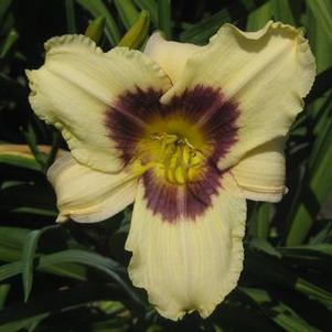 Hemerocallis  'Pandora's Box'