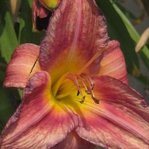 Hemerocallis  'Rosy Returns'