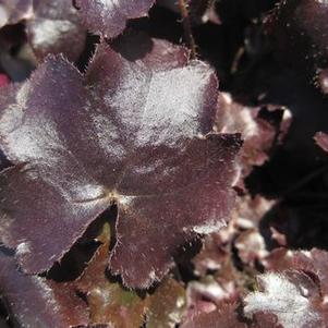 Heuchera x villosa 'Blackout'