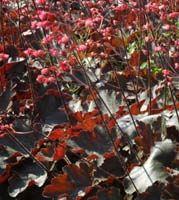 Heuchera x 'Cherries Jubilee'