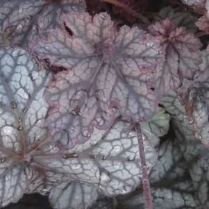 Heuchera x 'Gypsy Dancer'