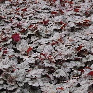 Heuchera x 'Rave On'
