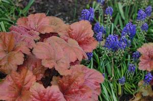 Heuchera x villosa 'Southern Comfort'