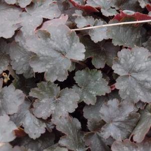 Heuchera x 'Vesuvius'