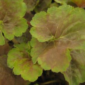 Heuchera x villosa 'Miracle'