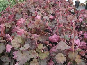 Heuchera x villosa 'Mocha'