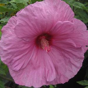 Hibiscus moscheutos 'Fantasia'