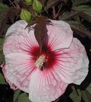 Hibiscus moscheutos 'Kopper King'
