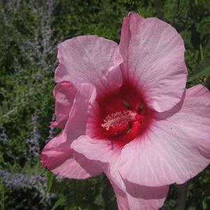 Hibiscus moscheutos 'Lady Baltimore'