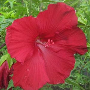 Hibiscus moscheutos 'Lord Baltimore'