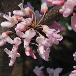 Cercis canadensis 'Pauline Lily'