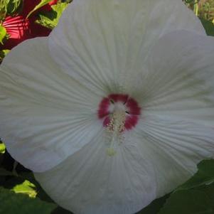 Hibiscus x 'Pinot Grigio'